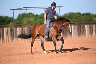 Spooks Chandelier, 4 Year Old Bay Quarter Horse Mare for Sale in Waco, TX, photo 5 of 5