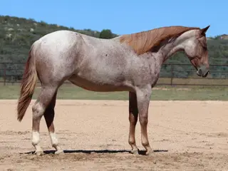 Gettin Handsy (Groupie), 1 Year Old Roan Quarter Horse Filly for Sale in Dewey, AZ