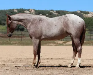 Gettin Handsy (Groupie), 1 Year Old Roan Quarter Horse Filly for Sale in Dewey, AZ, photo 2 of 3