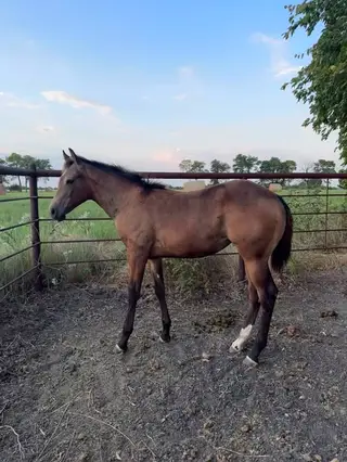 Lady Bigs, Foal Quarter Horse Filly for Sale in Celeste, TX