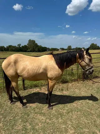 Dual N Frosty, 3 Year Old Buckskin Quarter Horse Stallion for Sale in OK, photo 3 of 5