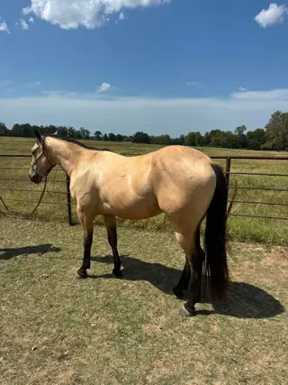 Dual N Frosty, 3 Year Old Buckskin Quarter Horse Stallion for Sale in OK, photo 4 of 5
