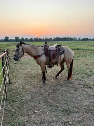 Dual N Frosty, 3 Year Old Buckskin Quarter Horse Stallion for Sale in OK, photo 5 of 5