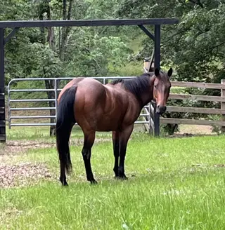HESA BLACK HANDCOCK (Chico), 3 Year Old Bay Quarter Horse Gelding for Sale in Crossville, TN