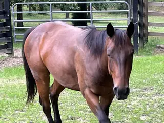 HESA BLACK HANDCOCK (Chico), 3 Year Old Bay Quarter Horse Gelding for Sale in Crossville, TN, photo 2 of 4