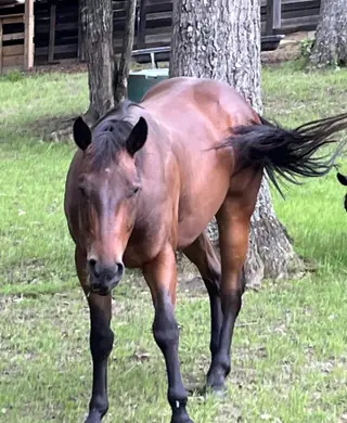 HESA BLACK HANDCOCK (Chico), 3 Year Old Bay Quarter Horse Gelding for Sale in Crossville, TN, photo 3 of 4