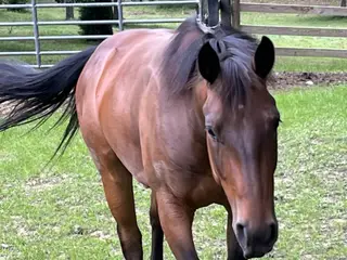 HESA BLACK HANDCOCK (Chico), 3 Year Old Bay Quarter Horse Gelding for Sale in Crossville, TN, photo 4 of 4