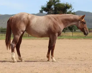 Tickled Pynk (Pinkie), 1 Year Old Red Roan Quarter Horse Filly for Sale in Dewey, AZ, photo 2 of 3