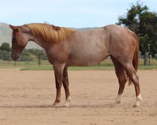 Tickled Pynk (Pinkie), 1 Year Old Red Roan Quarter Horse Filly for Sale in Dewey, AZ, photo 4 of 6