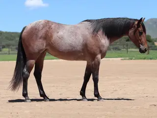 Ginnin Valentine (Ginny), 3 Year Old Roan Quarter Horse Mare for Sale in Dewey, AZ
