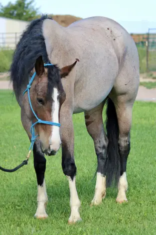 Luvah Me Good (Harper), 3 Year Old Bay Roan Paint Filly for Sale in Avondale, CO, photo 2 of 3