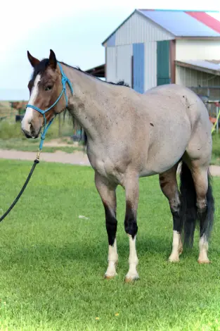 Luvah Me Good (Harper), 3 Year Old Bay Roan Paint Filly for Sale in Avondale, CO, photo 3 of 3