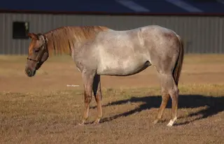 Filly by Metallics MVP, 1 Year Old Red Roan Quarter Horse Filly for Sale in Whitt, TX