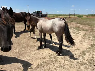 RS Texas T Bone
