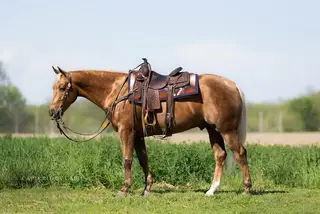 Miss N That Cat, 4 Year Old Palomino Quarter Horse Gelding for Sale in Lewistown, IL, photo 2 of 5