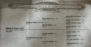 Miss N That Cat, 4 Year Old Palomino Quarter Horse Gelding for Sale in Lewistown, IL, photo 3 of 5