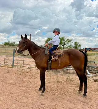Bay Quarter Horse Gelding