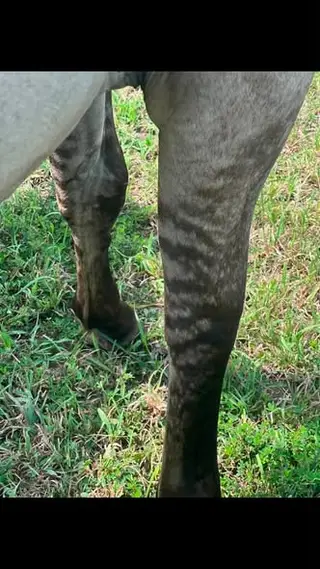 Steel Chip N Away, 1 Year Old Grullo Quarter Horse Colt for Sale in Paris, MO, photo 2 of 3
