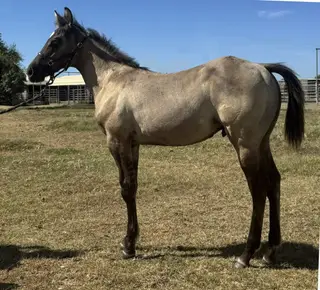 Shiney, 2 Year Old Grulla Quarter Horse Colt for Sale in Woodland, CA