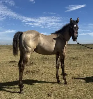 Shiney, 2 Year Old Grulla Quarter Horse Colt for Sale in Woodland, CA, photo 2 of 4