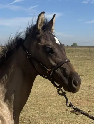 Shiney, 2 Year Old Grulla Quarter Horse Colt for Sale in Woodland, CA, photo 3 of 4