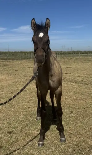 Shiney, 2 Year Old Grulla Quarter Horse Colt for Sale in Woodland, CA, photo 4 of 4
