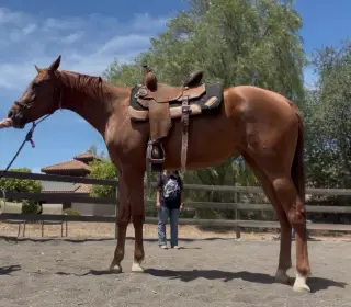 IPLAYWITHGUYSANDGUNS (Rowan), 2 Year Old Sorrel Quarter Horse Filly for Sale in Menifee, CA