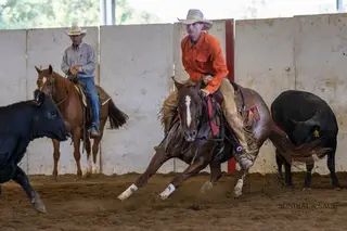 A Star I R, 4 Year Old Sorrel Quarter Horse Mare for Sale in Bellevue, IA, photo 5 of 5
