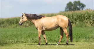 SWEETCANDIED REDBUCK (Sweetie), 2 Year Old Buckskin Dun Quarter Horse Filly for Sale in Stockton, MO