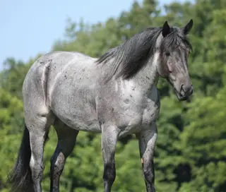 Rio, 6 Year Old Quarter Horse Gelding for Sale in Gladstone, NJ