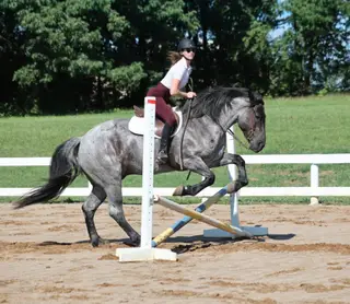 Rio, 6 Year Old Blue Roan Quarter Horse Gelding for Sale in Gladstone, NJ, photo 3 of 4