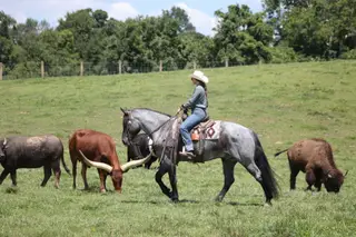 Rio, 6 Year Old Blue Roan Quarter Horse Gelding for Sale in Gladstone, NJ, photo 4 of 4