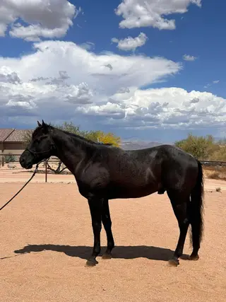 J Heart Texas Sage (Caliber), 5 Year Old Blue Roan Quarter Horse Stallion for Sale in Scottsdale, AZ, photo 5 of 7