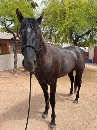 J Heart Texas Sage (Caliber), 5 Year Old Blue Roan Quarter Horse Stallion for Sale in Scottsdale, AZ, photo 7 of 7