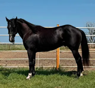 Heza Strait Spider, 3 Year Old Black Paint Colt for Sale in Wagner, SD
