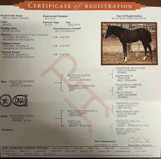 Heza Strait Spider, 3 Year Old Black Paint Colt for Sale in Wagner, SD, photo 2 of 5