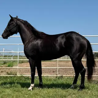 Heza Strait Spider, 3 Year Old Black Paint Colt for Sale in Wagner, SD, photo 3 of 5