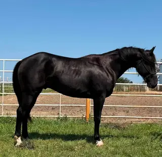 Heza Strait Spider, 3 Year Old Black Paint Colt for Sale in Wagner, SD, photo 4 of 5