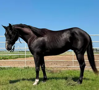 Heza Strait Spider, 3 Year Old Black Paint Colt for Sale in Wagner, SD, photo 5 of 5