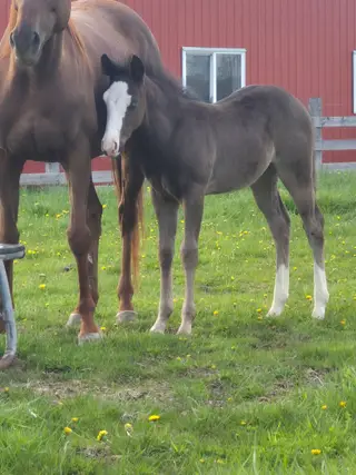 Spooks Dancing Whiz, 7 Year Old Bay Roan Quarter Horse Mare for Sale in Tiverton, photo 3 of 5