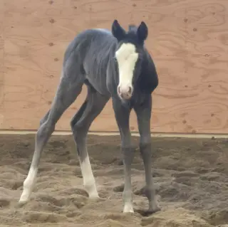 Spooks Dancing Whiz, 7 Year Old Bay Roan Quarter Horse Mare for Sale in Tiverton, photo 5 of 5