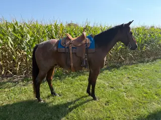 Gelding by Likemeyers