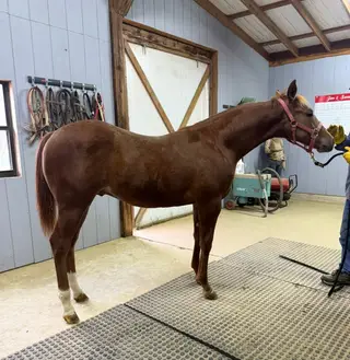 Colt by Reys Of Pep, 1 Year Old Sorrel Quarter Horse Colt for Sale