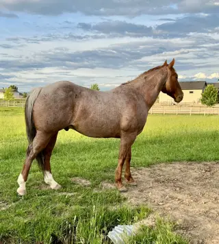 Smart Pepto Montana