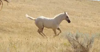 Filly by Dual Rey Dunit, Foal Palomino Quarter Horse Filly for Sale