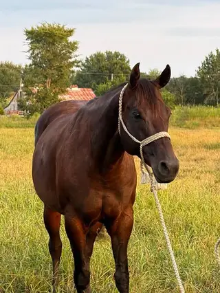 TW Ems Smooth Glo, 6 Year Old Bay Quarter Horse Mare for Sale in Wister, OK, photo 2 of 4