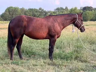 TW Ems Smooth Glo, 6 Year Old Bay Quarter Horse Mare for Sale in Wister, OK, photo 3 of 4