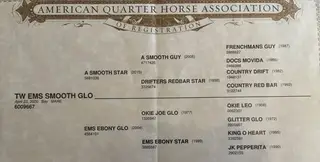 TW Ems Smooth Glo, 6 Year Old Bay Quarter Horse Mare for Sale in Wister, OK, photo 4 of 4