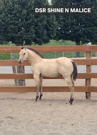 DSR Shine N Malice, Foal Dunskin Roan Quarter Horse Colt for Sale in Wapato, WA