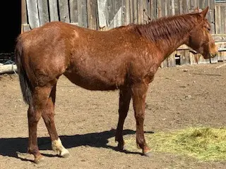 Filly by Down in the Boondocs